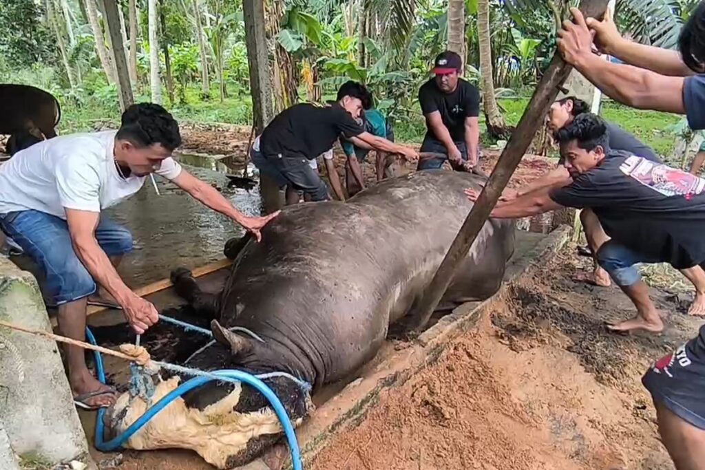 Intip Rambo dan Bejo, Sapi Kurban Presiden Prabowo asal Tegal dan Polewali Mandar