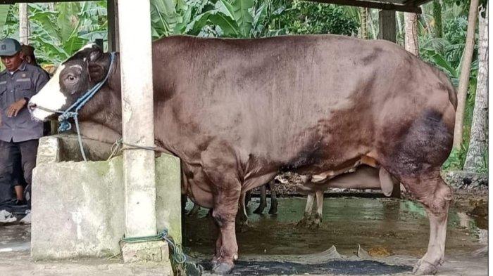 Sapi Kurban