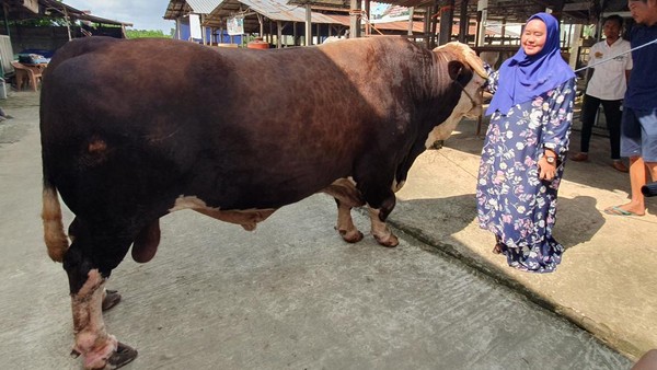 Sapi Kurban